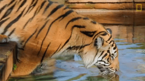 a white tiger in water drinking from a trough