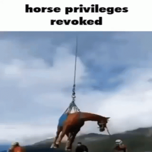 a horse is pulled into the water by crane