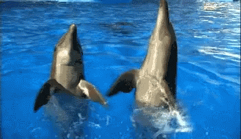 two dolphins are swimming in the water