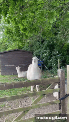 two alpacas in an enclosure with trees