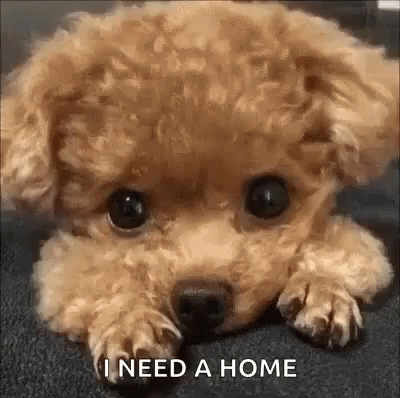blue poodle puppy sitting down with a captioning message