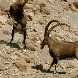 a goat and a ram are walking through the rocky terrain