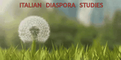 the text italian dalsporta studies and an image of a dandelion