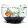 two little blue fishes in a glass bowl