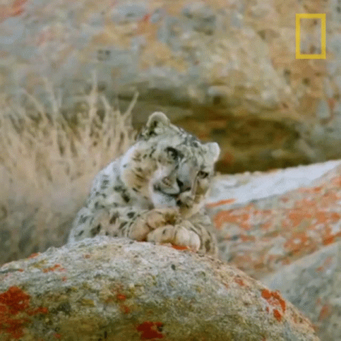 a snow leopard sitting on a rock in a park