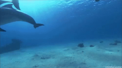 a couple of dolphins swimming underneath the surface