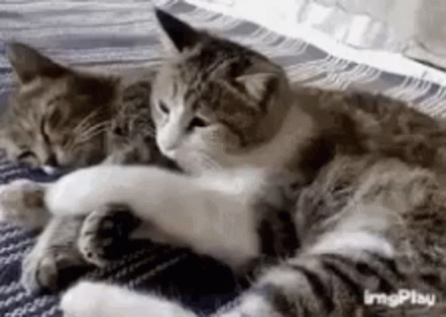 two cat that are laying down together on a couch