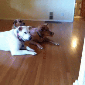 two dogs are relaxing on the floor in a house