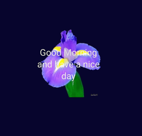 pink flower with green leaves and a purple background with the words, good morning and have a nice day