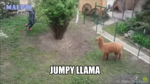 a dog standing on a grass field next to a llama
