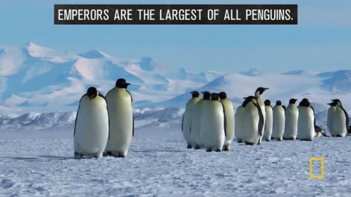 a group of penguins that are standing together