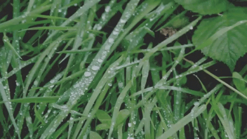 some green grass and leaves with water droplets on them
