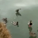 some birds swimming in water and one is jumping
