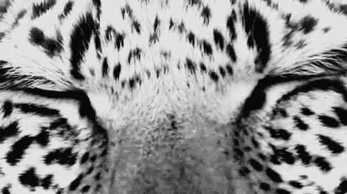 a close up of a white and black leopard print animal