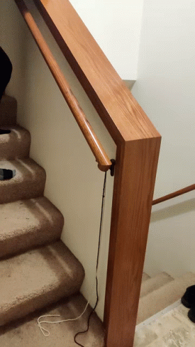 a cat standing at the bottom of a stair case