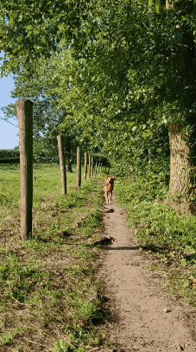 a dog is standing on a dirt path next to trees