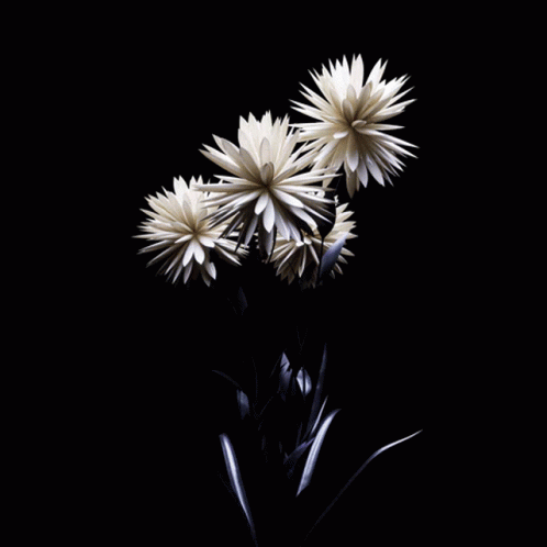 flowers against a black background are being shown in front of the camera