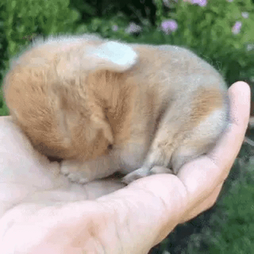 a small blue kitten sleeps on someone's palm
