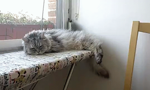 a long haired cat sleeping on top of a window sill