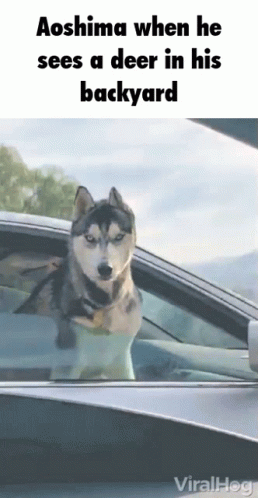 a husky dog is sticking its head out of a car window