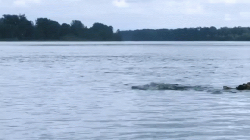 a dog swimming across a large body of water