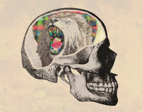 a colored drawing of a human skull showing the frontal and frontal areas of the skull