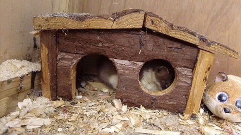 two small animals in a bird house with one inside