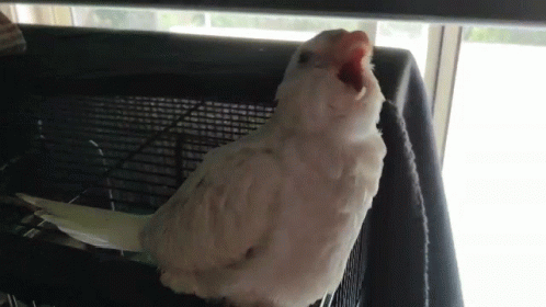 a white bird standing on top of a cage