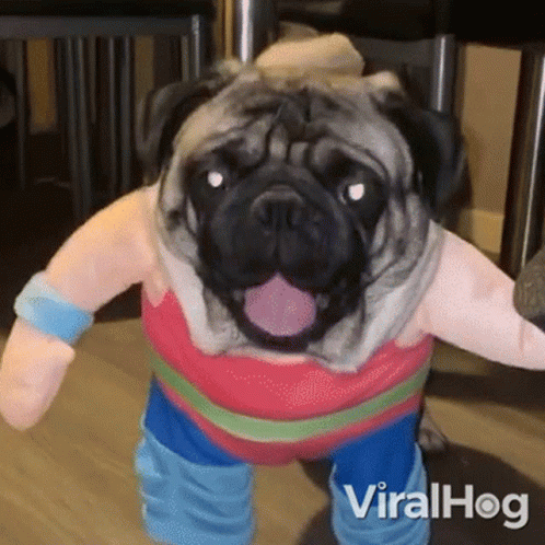 a pug dog dressed up in some clothes