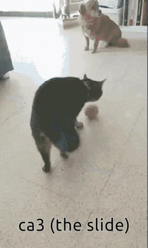 two cats play with balls on the floor