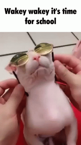 this is an image of a small white cat wearing sunglasses