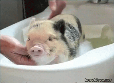 the small pig is playing in the sink