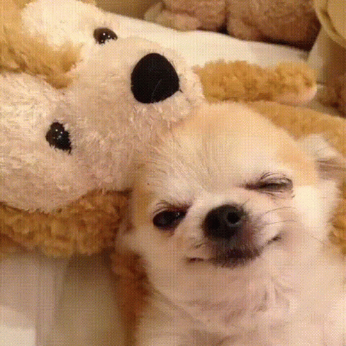 a little white dog laying next to two teddy bears