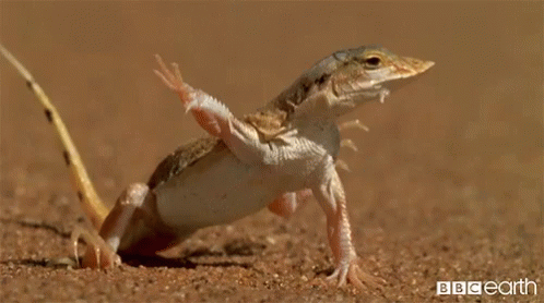 a white lizard is standing upright on the sand