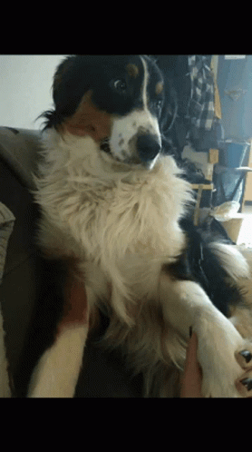 dog sitting on a chair while being petted