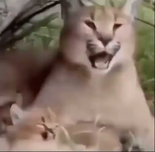 a cat appears to be excited about a strange thing