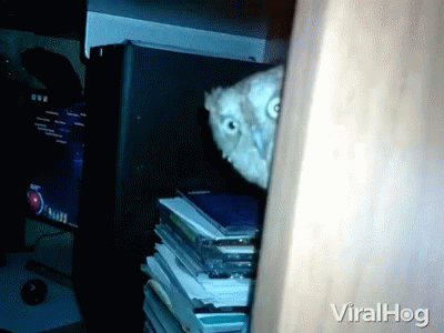 an owl is poking its head out of a bookcase