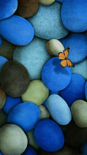 a blue erfly sitting on a pile of stones