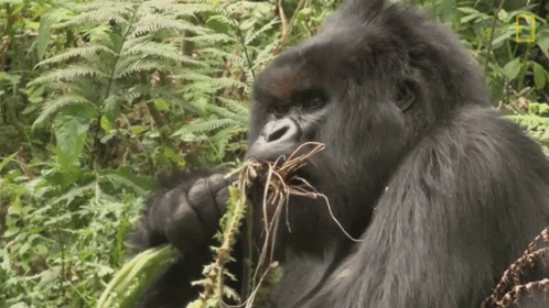 a gorilla holding soing in its mouth