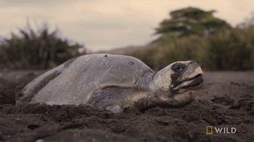 a large grey sea turtle laying in the sand