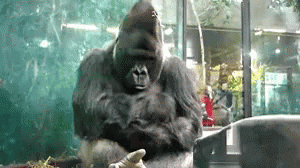 a person in gorilla suit with a cell phone and camera