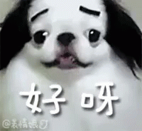 a dog with an asian language written in it