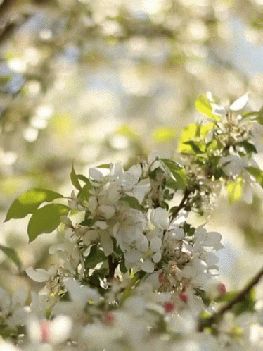 flowers growing on tree nches with water drops