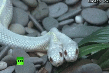 a large white snake is laying on top of stones