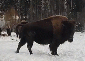several buffalo standing in the snow near some trees
