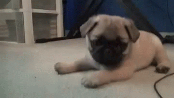 a small dog with a funny face sits on the floor