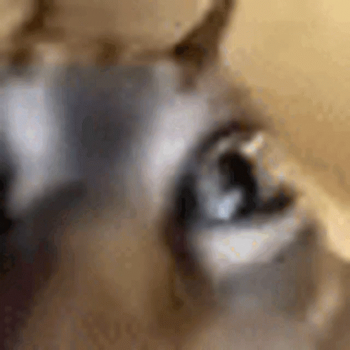 the blurred image of the dog's nose and mouth
