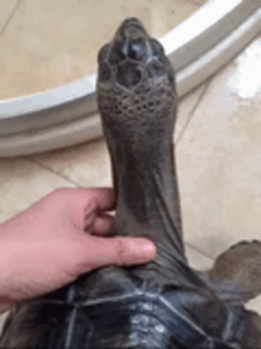the persons hand is petting the turtle on the head