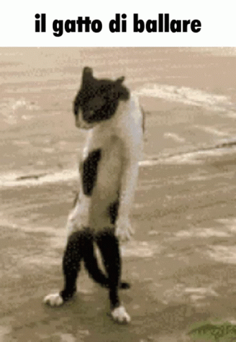 a cat standing on its hind legs next to the water