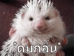 a picture with a porcupine in it's hands, captioned thai